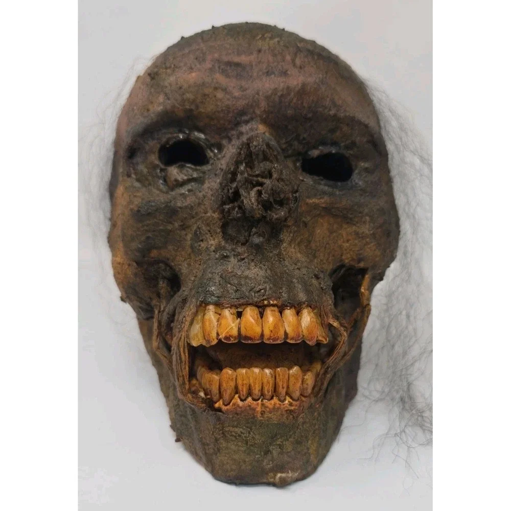Life-Size Rotted Skull Prop Used Prop Skull Halloween Horror Haunted House U62